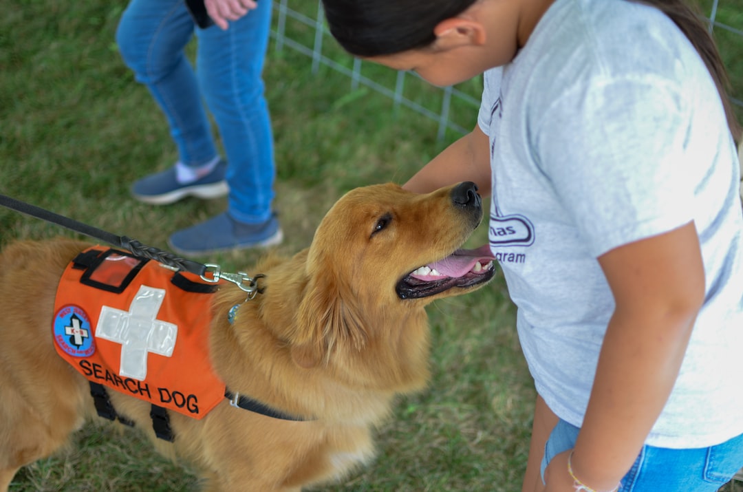 a dog on a leash