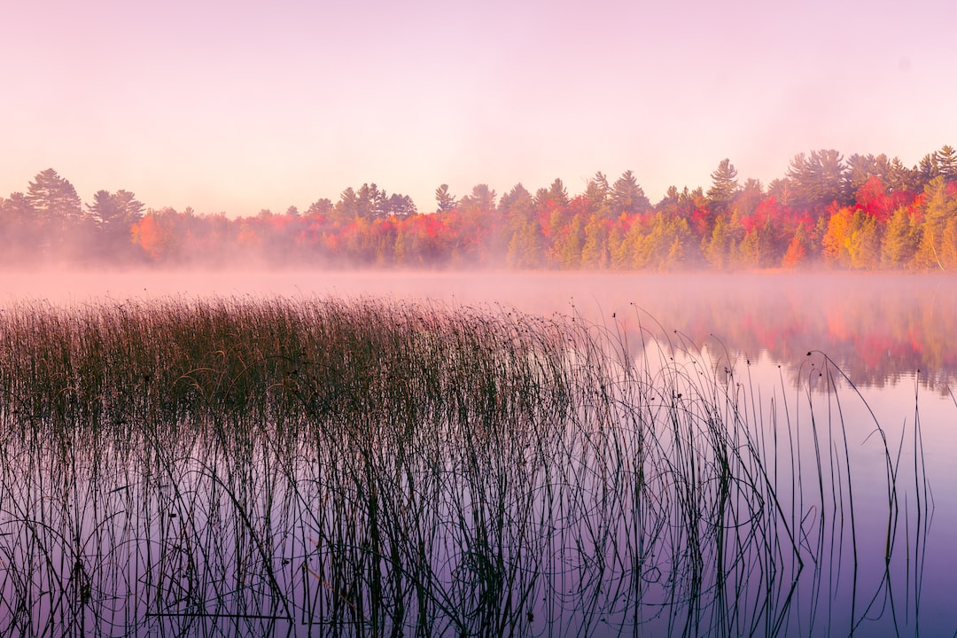 a body of water with trees in the background