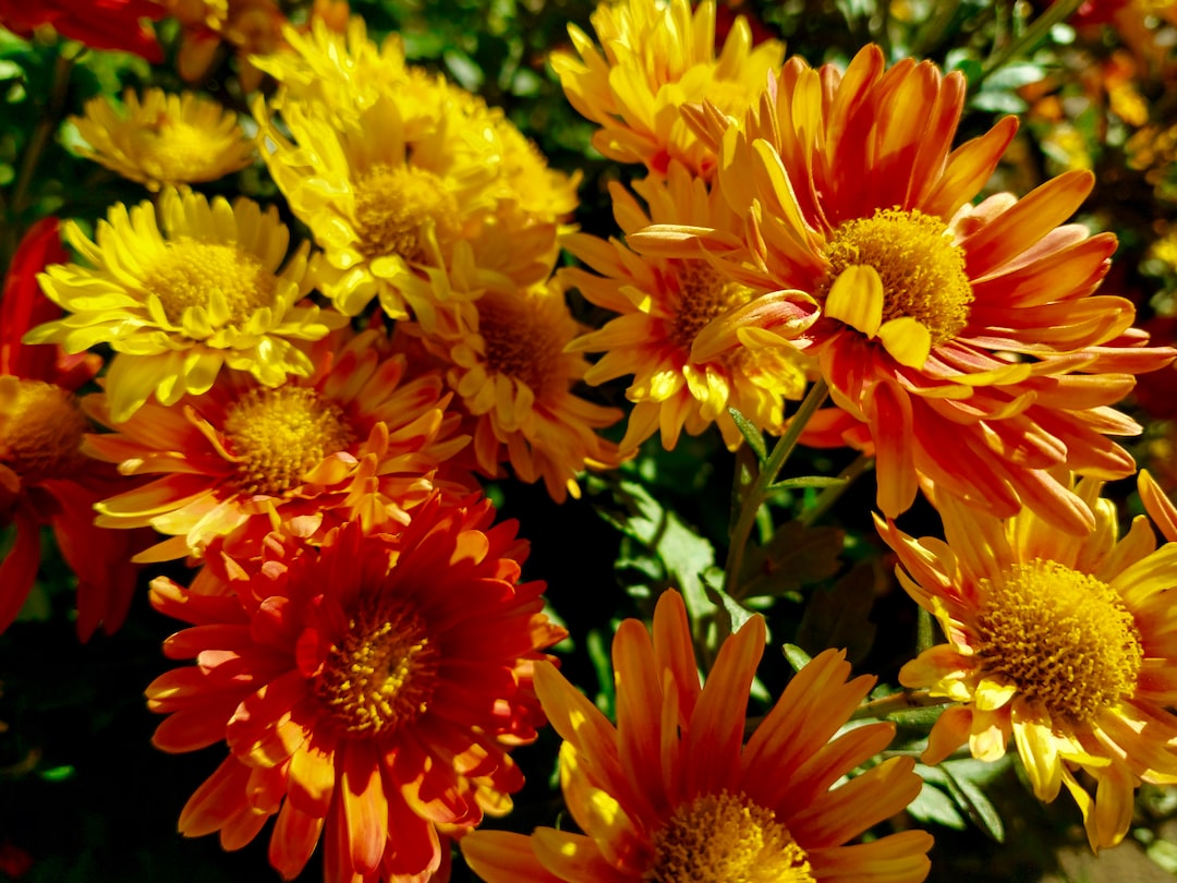 a bunch of yellow and red flowers in a garden