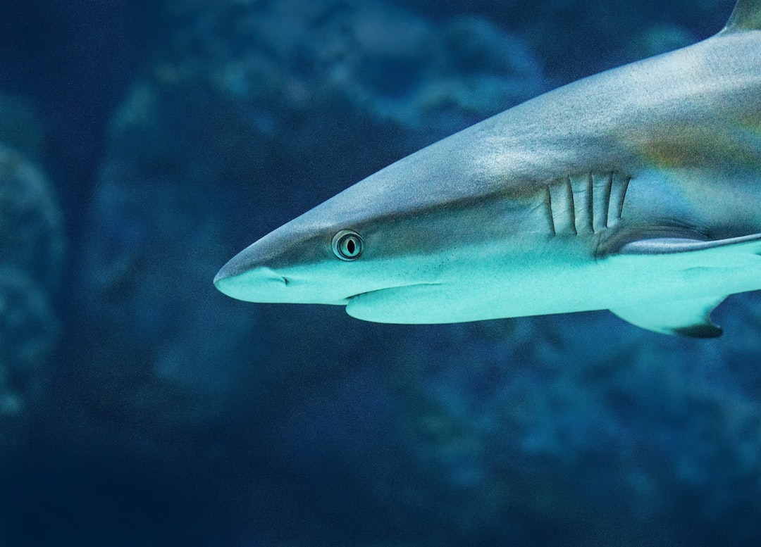 gray shark selective focus photography