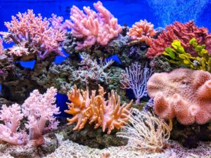 Restauration des récifs coralliens : comment pouvons-nous les sauver ?