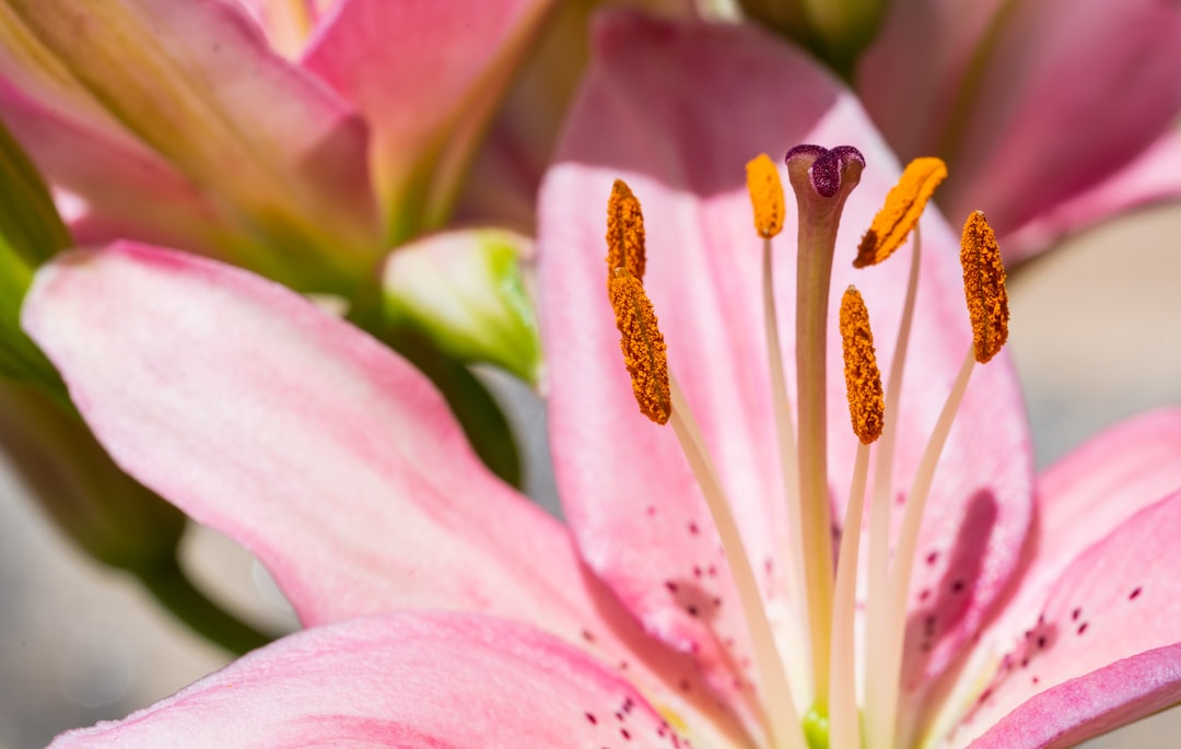 a close up of a pink flower with yellow stamen