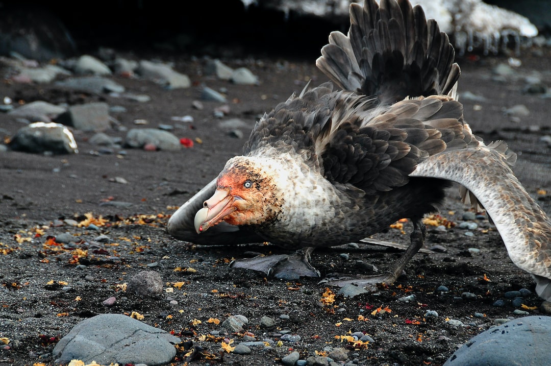 Les problèmes de Bird annoncent-ils une crise dans le secteur des trottinettes électriques partagées ?