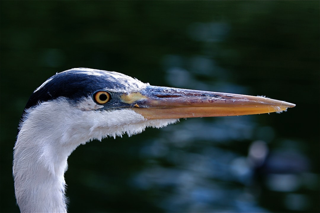 closeup photo of black and white bird's head