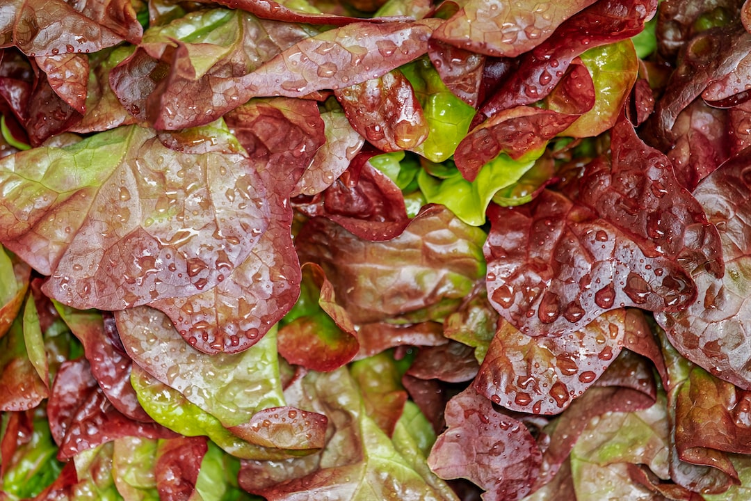 red and green leaves with water droplets