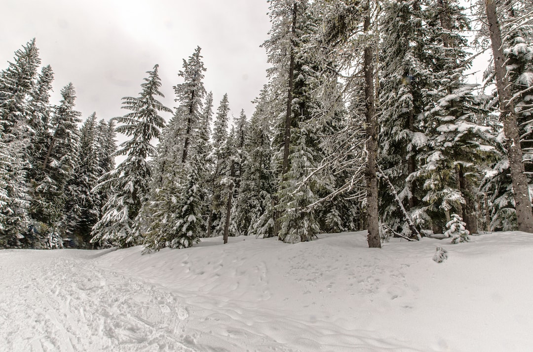 green pine trees on snow covered ground during daytime