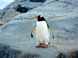 « Un Froid de Penguin : Tragédie Glaciaire en Antarctique »