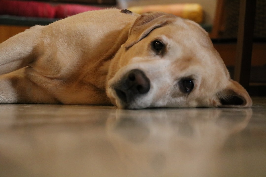 yellow labrador retriever lying on floor