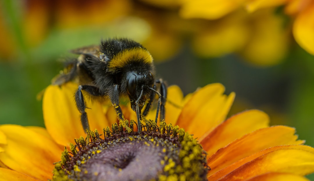 Bumble bourdonne des nouvelles règles: Pas de mauvaise conduite sous son toit !