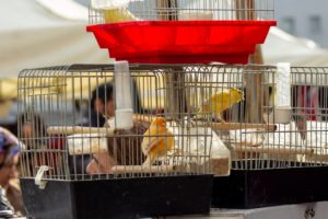 Des cages d’oiseaux sans serrures pour les amants geôliers