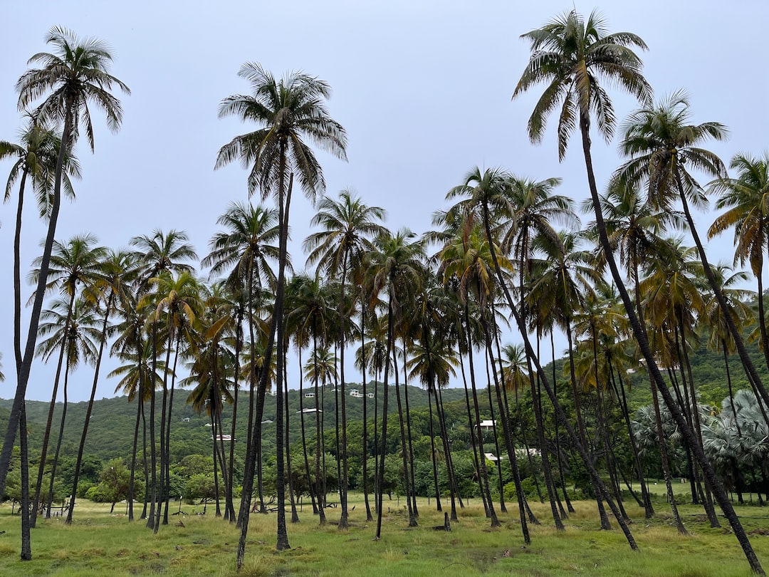 a bunch of palm trees in a field