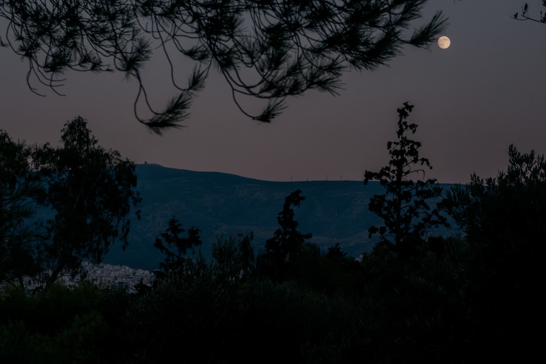 silhouette of trees during night time