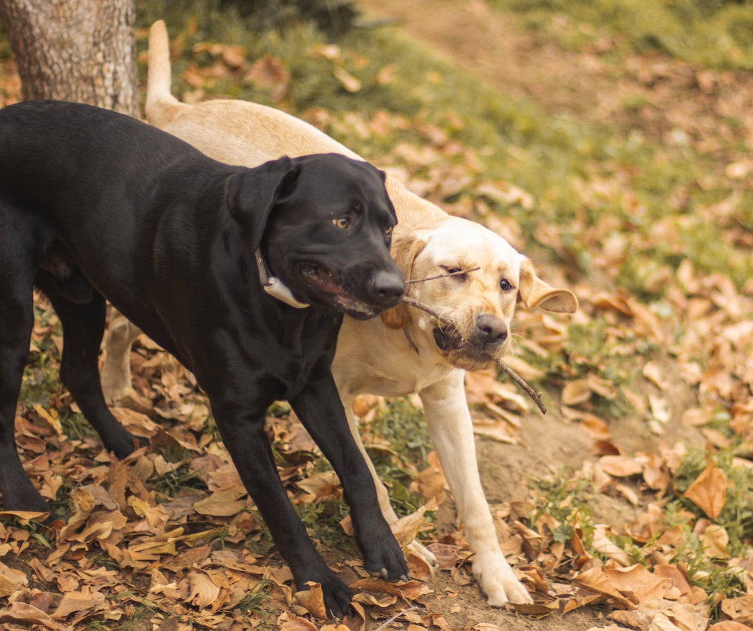 a couple of dogs standing next to each other