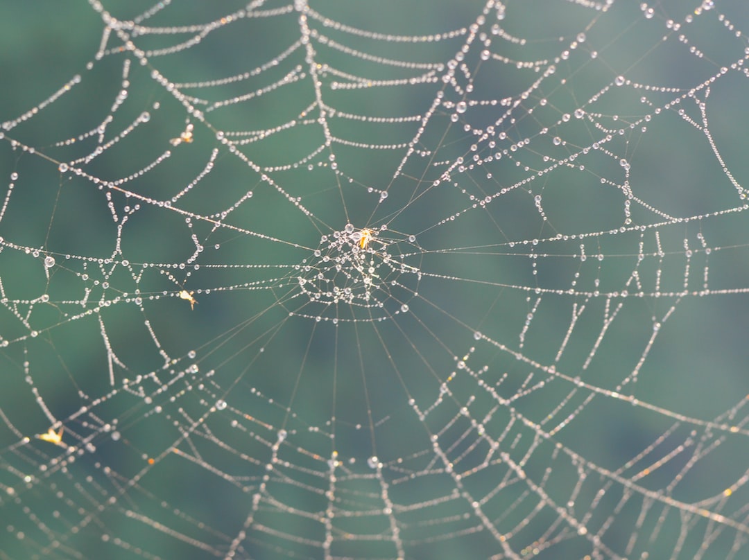 a spider web with water drops on it