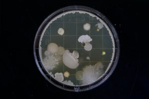 Spore.Bio : Lumière sur la Révolution Microbienne!