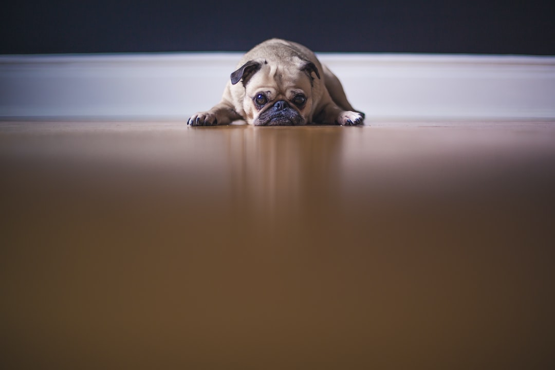 fawn pug lying on floor