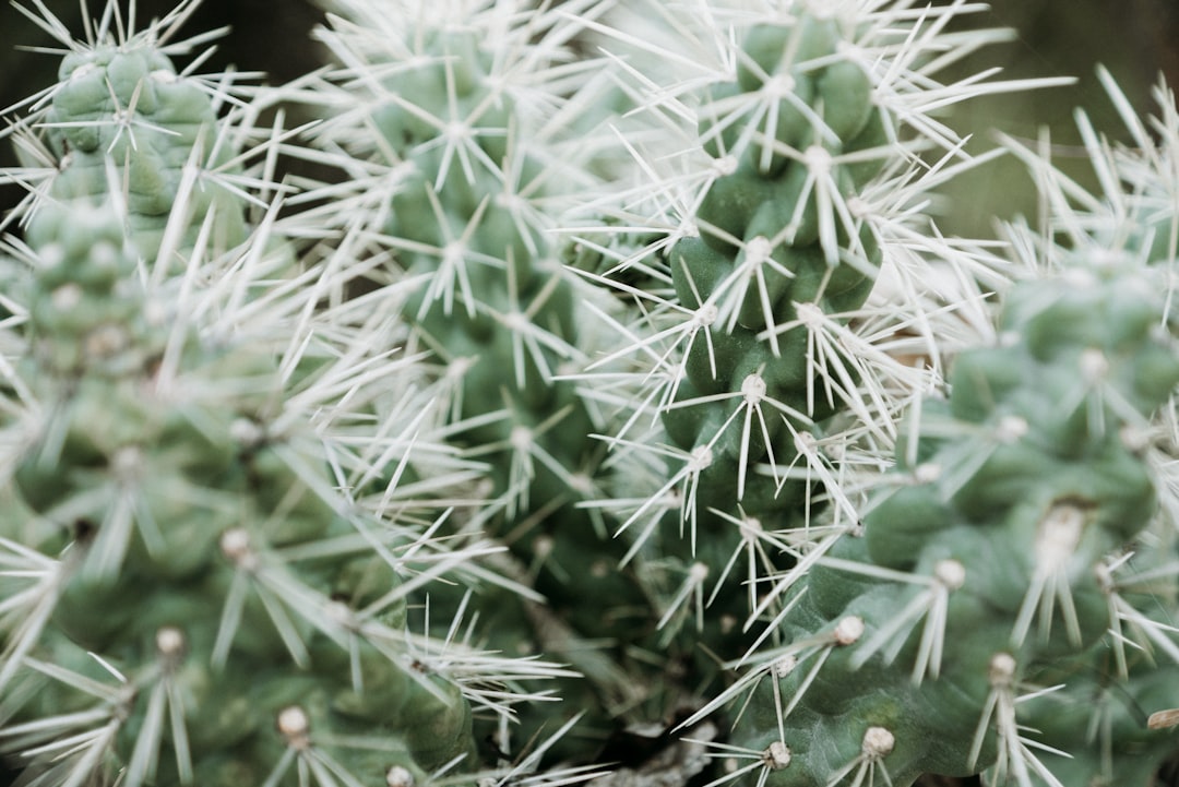 shallow focus photography of green cactus plant