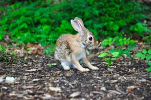 Quand High-Tech rime avec Oreilles de Lapin : Le Grand Saut de Rabbit R1 !