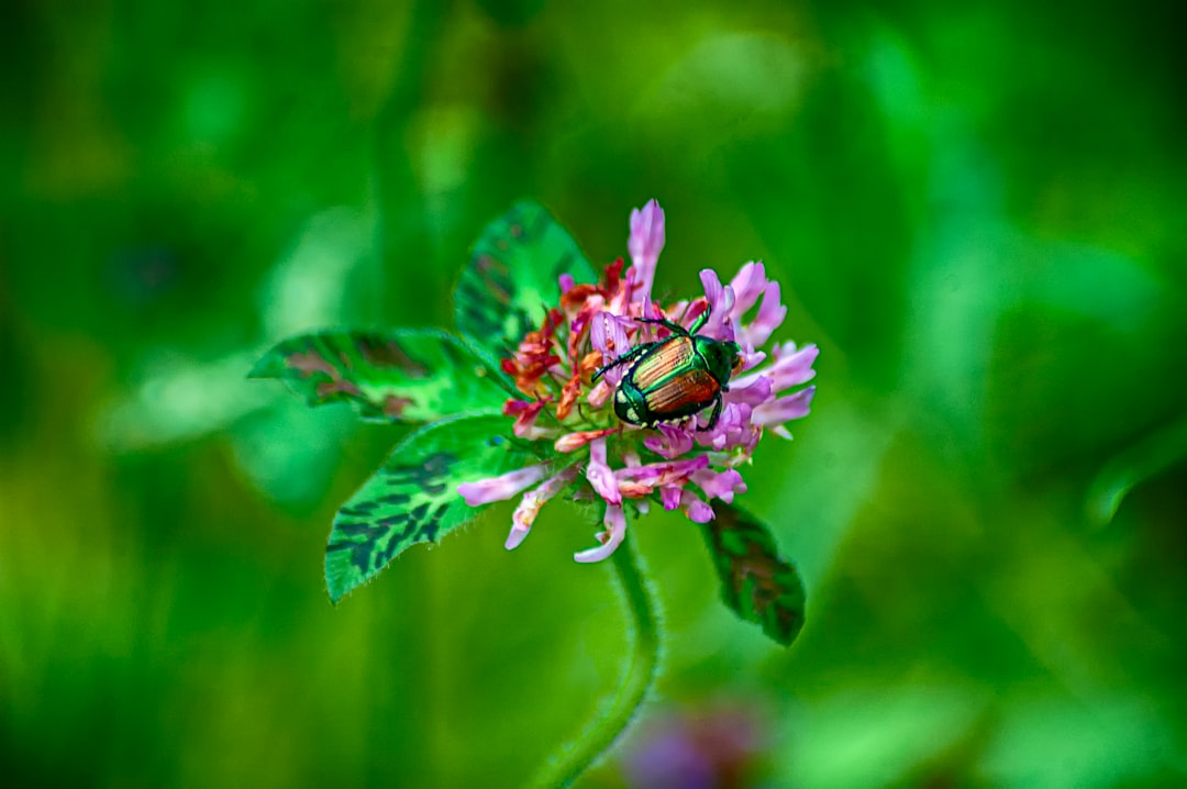 shallow focus photo of brown insect on purple flower