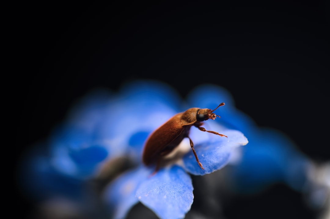 a bug sitting on top of a blue flower