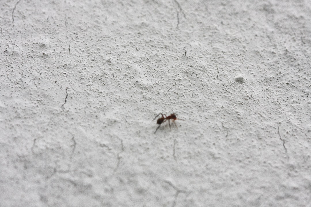 a spider crawling on the side of a white wall