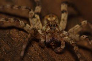 Les araignées Joro sont-elles vraiment une menace ?