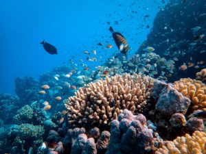 Comment Google et l’IA peuvent-ils révolutionner la conservation des récifs coralliens ?