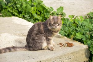 Chat fait le buzz : Meowtel miaule plus fort que les chiens
