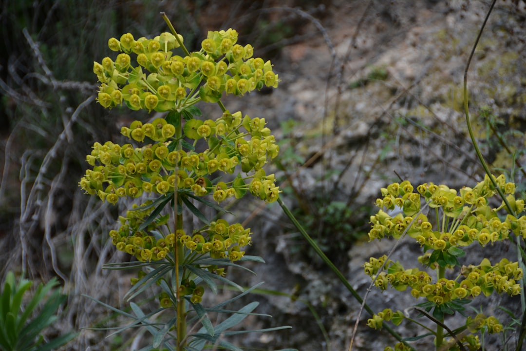 a close up of a plant with yellow flowers