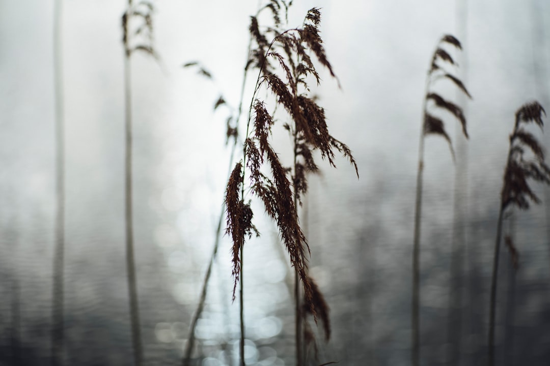 close-up photography of grass