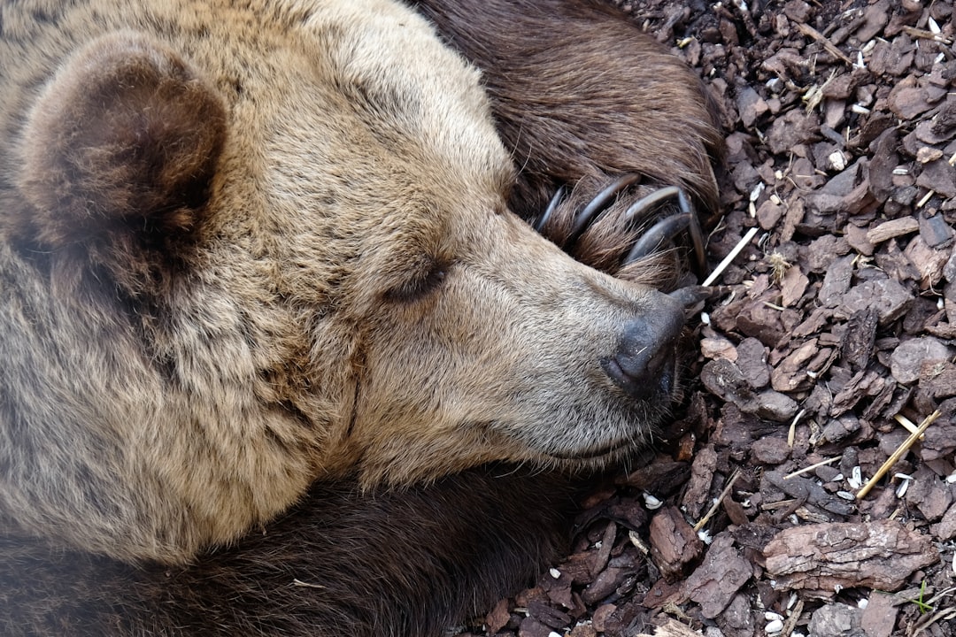 Jeu de mousse et d’ours