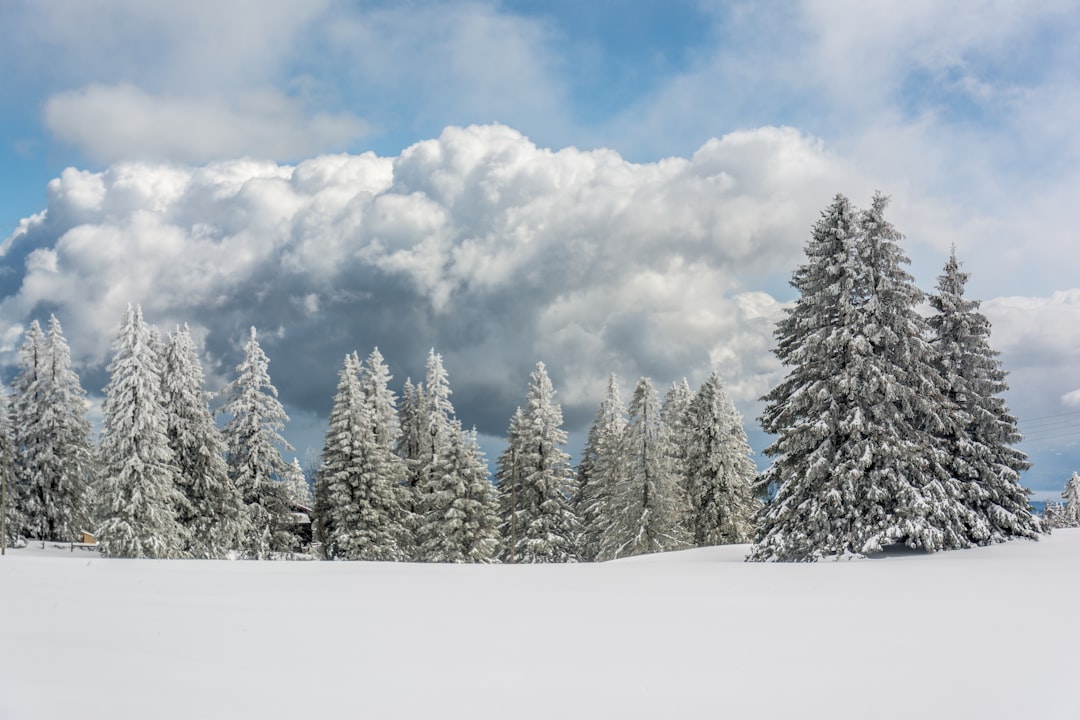 a snowy landscape with trees and clouds in the background