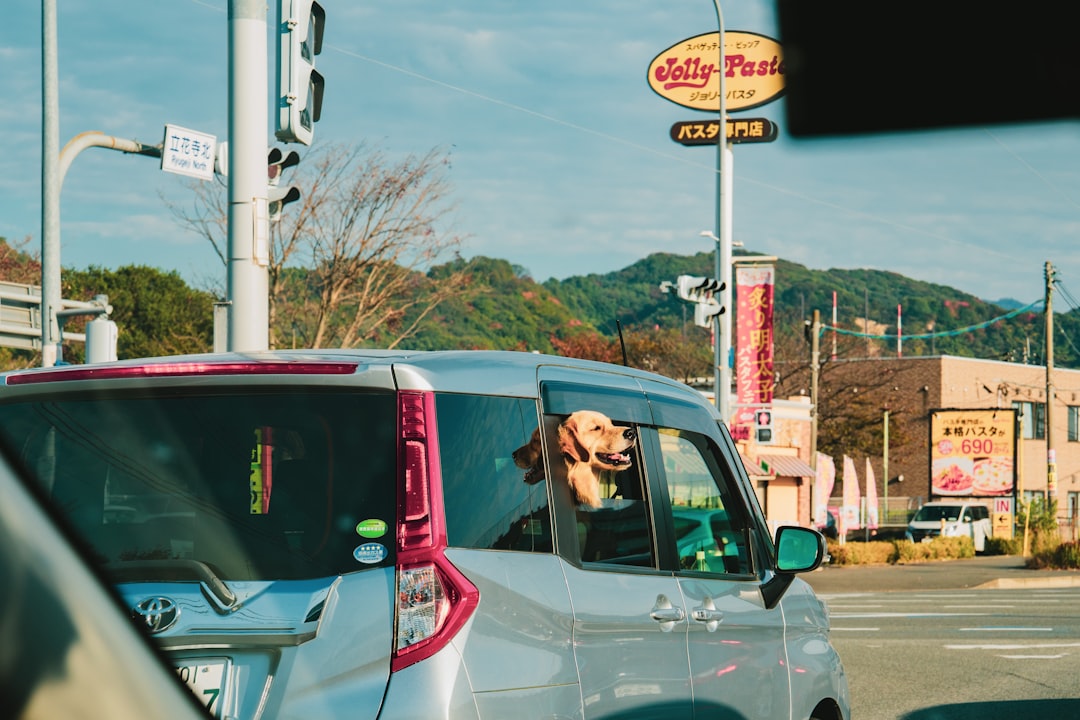 a dog sitting in the passenger seat of a car