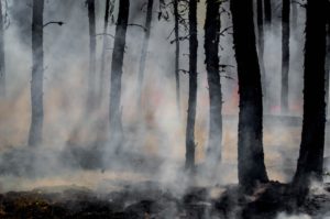 Google s’enflamme pour les incendies