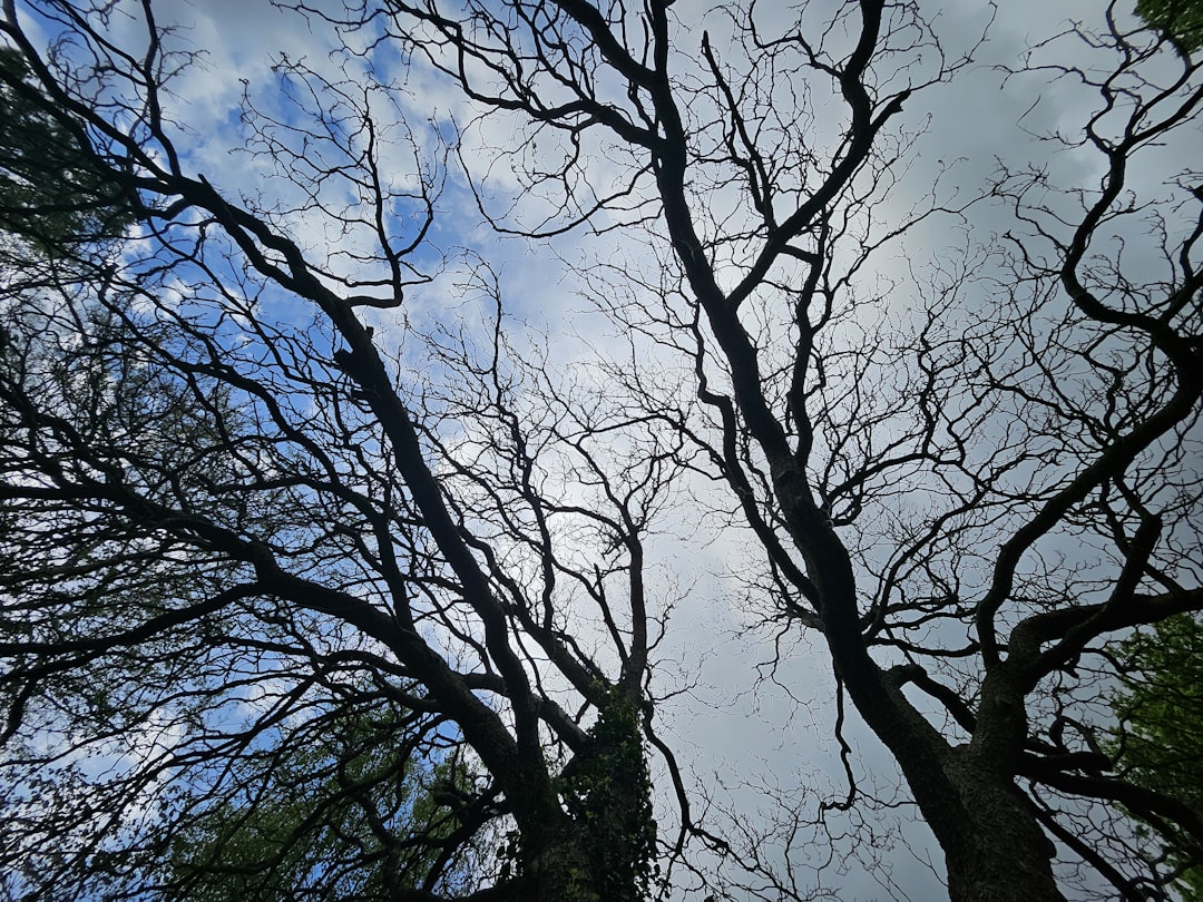 A group of trees with no leaves on them