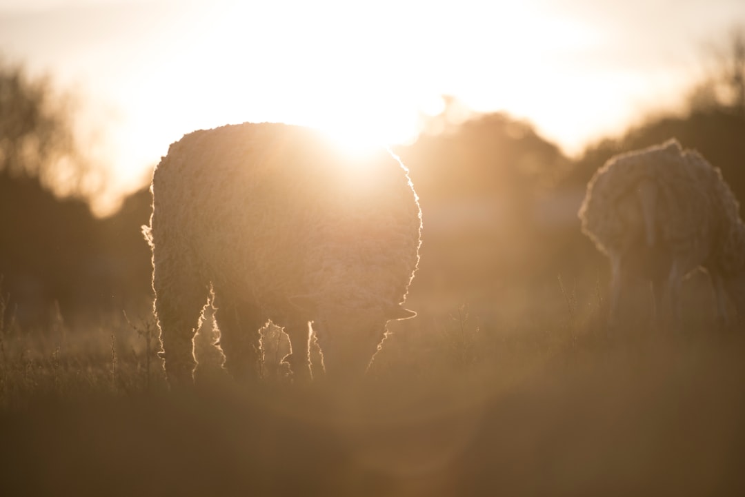 two white sheep on field during sunrise