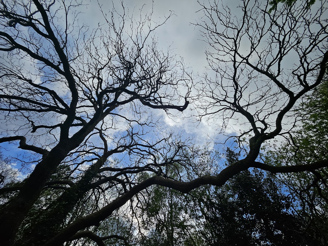 Looking up at the tops of trees in a forest