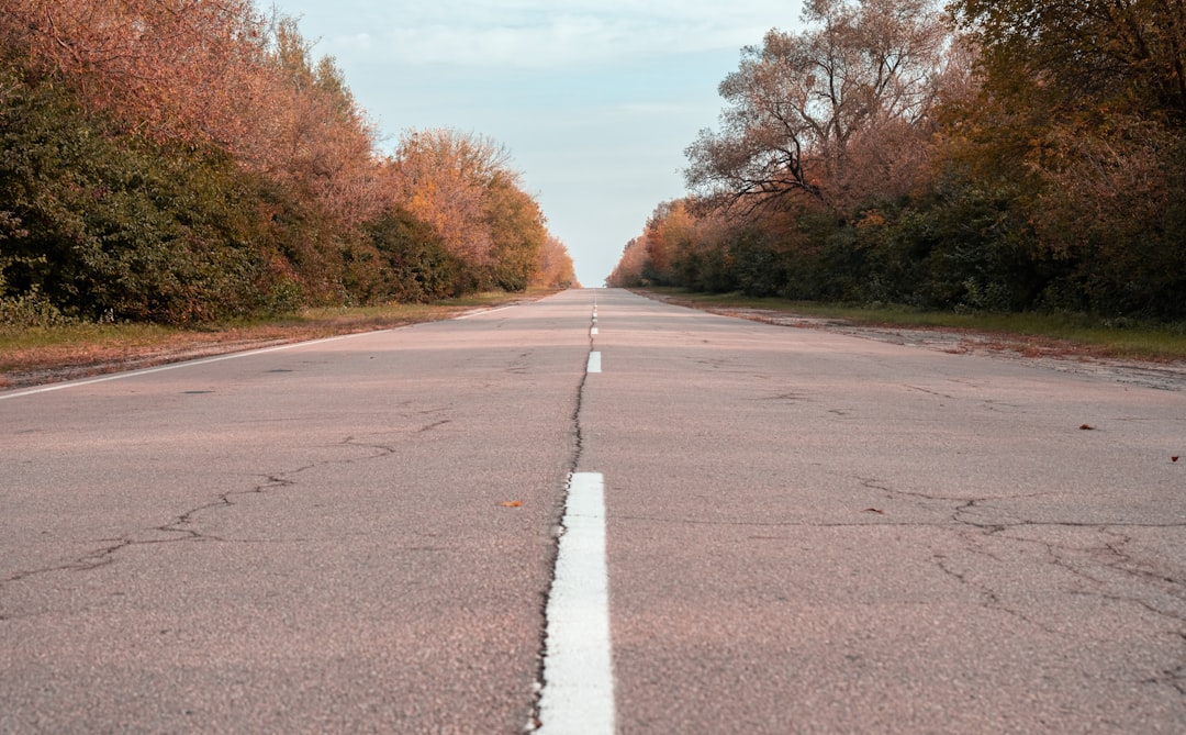 gray concrete road between brown trees under blue sky during daytime