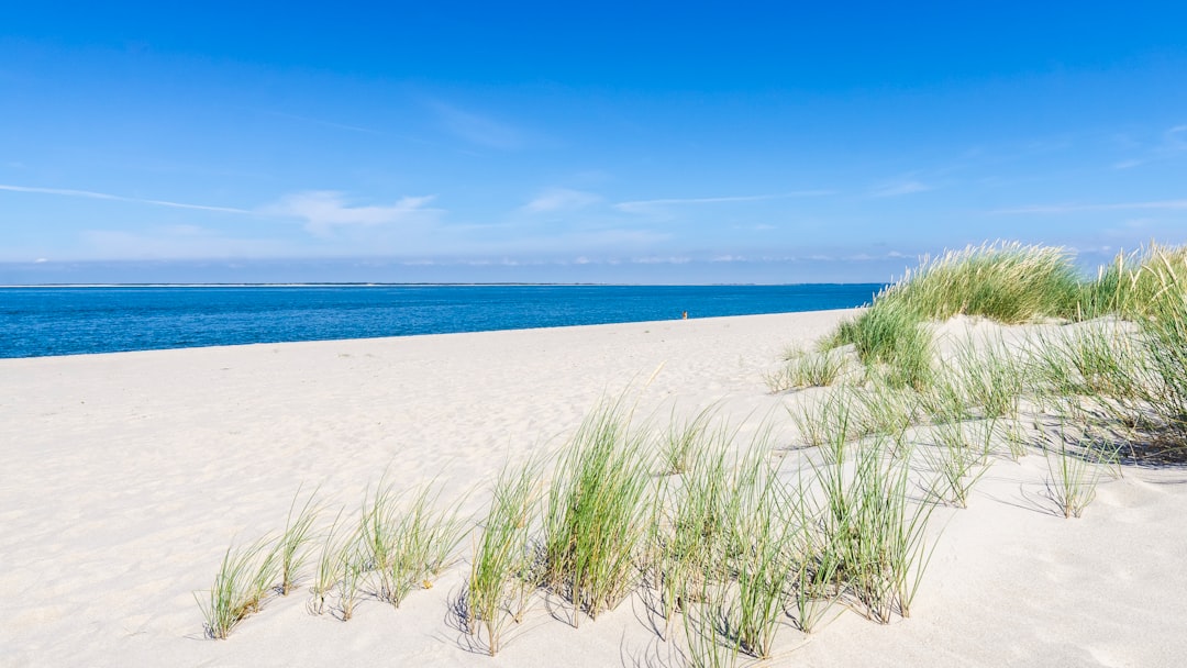 grasses on sand near ocean