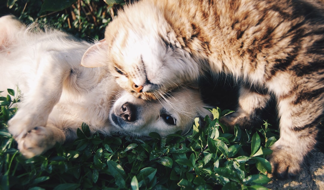 Quels gadgets technologiques choisir pour chouchouter vos animaux de compagnie ?